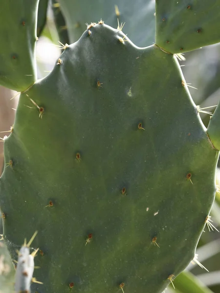 Cactus de perto — Fotografia de Stock