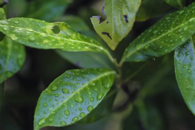 Çiy damlaları ağaç yaprakları