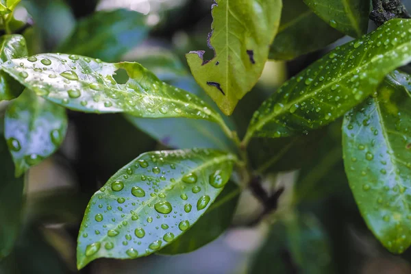 Gocce di rugiada su foglie di albero — Foto Stock