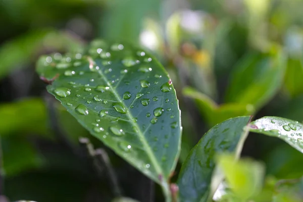 Dew drops på ett träd lämnar — Stockfoto