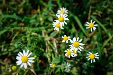 camomiles yakın çekim