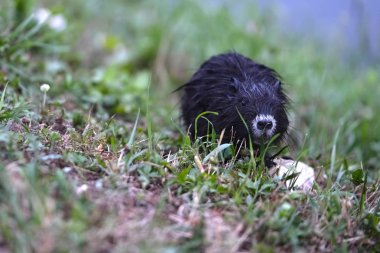 eğitimin görüntüsünü