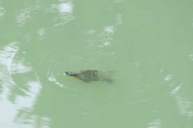  Yüzme kaplumbağa resmini