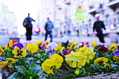 Çiçeklik bir şehirde yakın çekim
