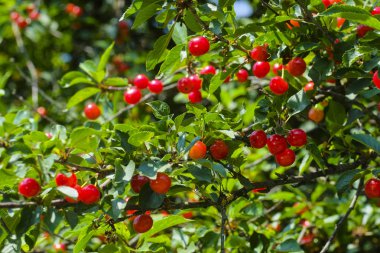 kiraz tatlı yakın çekim