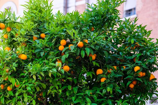 Mandarins em um ramo — Fotografia de Stock