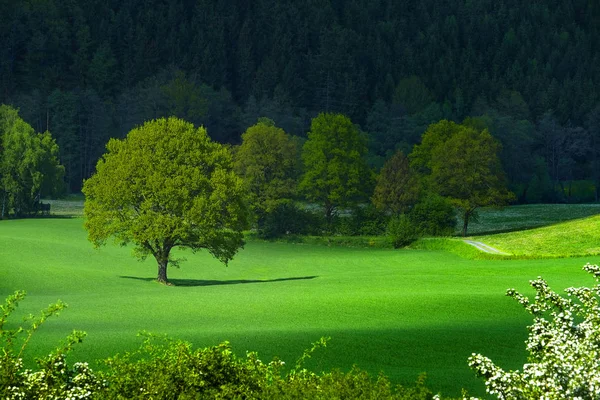 Lente landschap van houten-steppe — Stockfoto