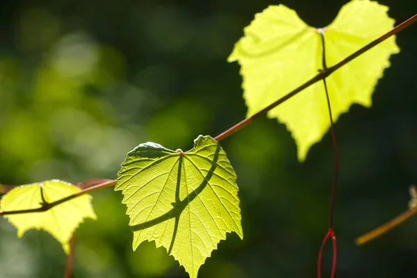 Blätter eines Baumes — Stockfoto