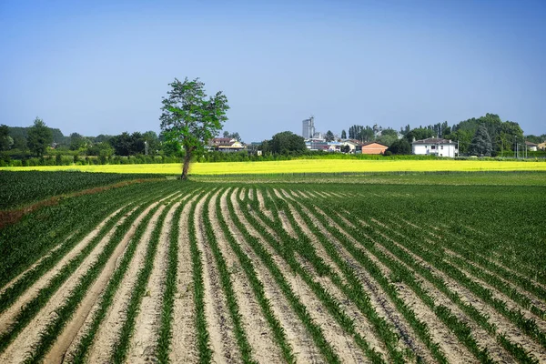 Landskap med bilden av ett fält i en norr Italien — Stockfoto