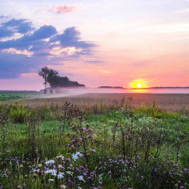 Görüntü ile yaz şafak manzara