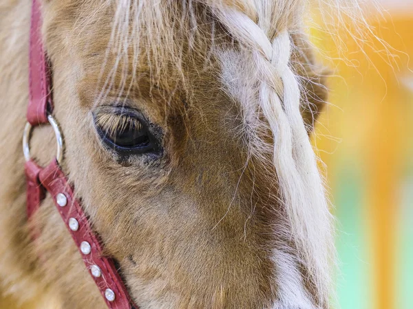 Pony close up — Stock Photo, Image