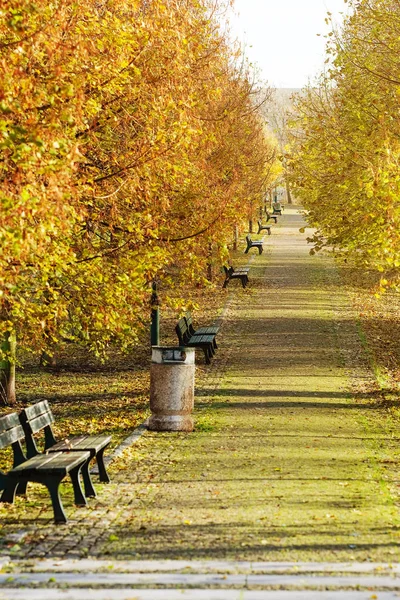 Herbstblatt Park — Stockfoto