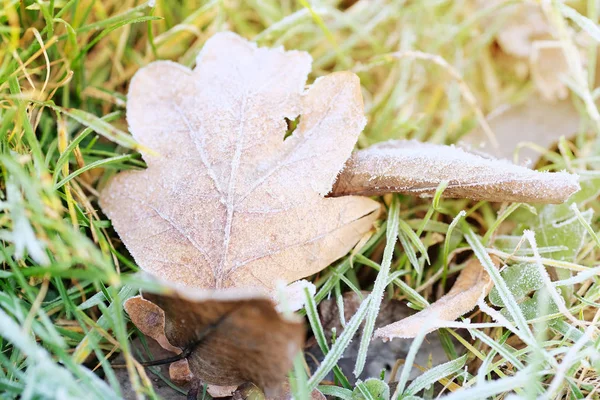 Syksyn Lehti Puistossa — kuvapankkivalokuva