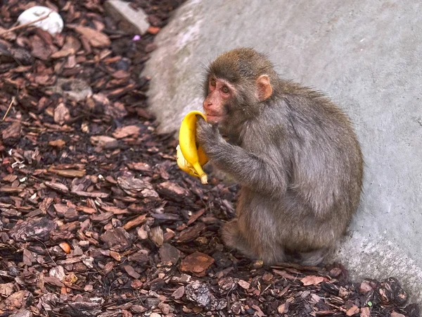 maymun görüntüsünü