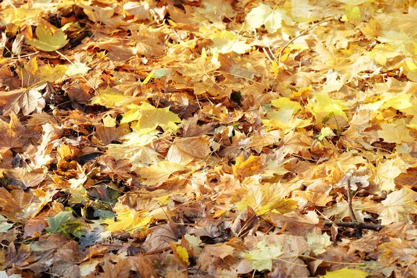 Autumn Leaf Park — Stock Photo, Image