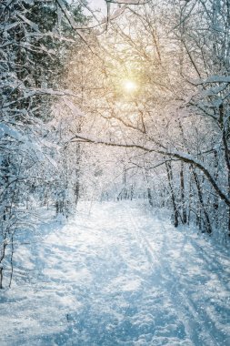 Bir kış orman görüntü ile manzara