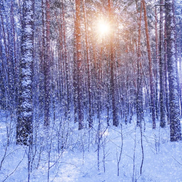 Bir Kış Orman Görüntü Ile Manzara — Stok fotoğraf