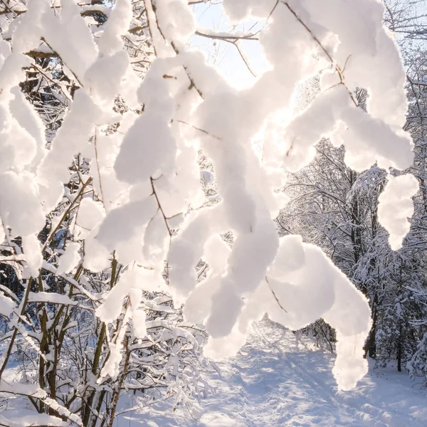 冬の森のイメージのある風景します — ストック写真