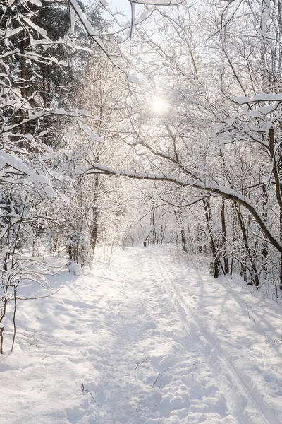Krajobraz Wizerunkiem Zima Las — Zdjęcie stockowe