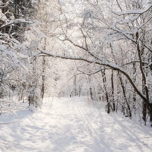 Paesaggio Con Immagine Una Foresta Invernale — Foto Stock