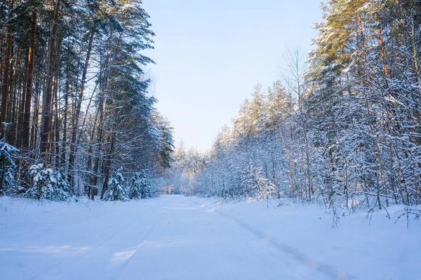 Paisaje Con Imagen Bosque Invierno — Foto de Stock