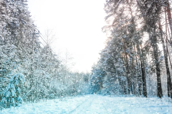 Paesaggio Con Immagine Una Foresta Invernale — Foto Stock