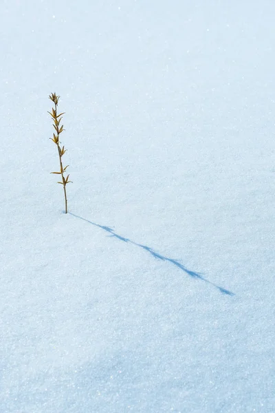 Image Dry Flower Snow — Stock Photo, Image