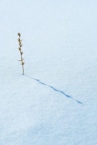 Image Fleur Sèche Dans Neige — Photo