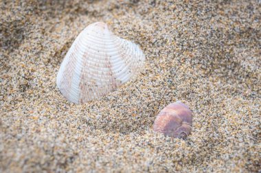 bir kabuk kum üzerinde görüntü