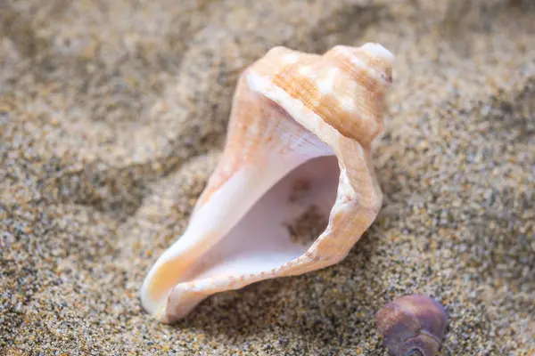 Image Shell Sand — Stock Photo, Image