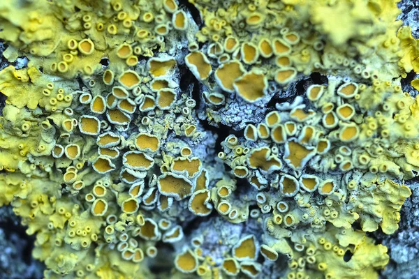 Sfondo Con Immagine Del Lichene — Foto Stock