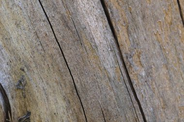 Günlük yıllık halkalar ile yakından görüntü