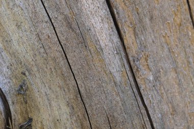 Günlük yıllık halkalar ile yakından görüntü