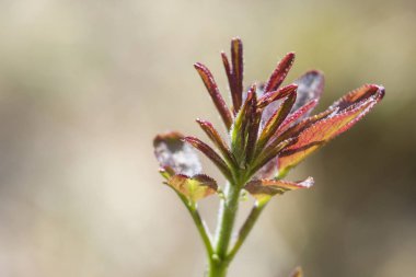 genç yaprak yakın çekim