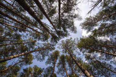 çam ağaçları bulutlu gökyüzü karşı üst kısımları