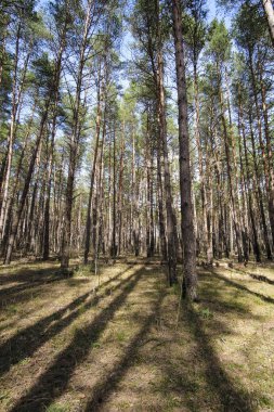bir ormandaki ağaçların gölgeleri