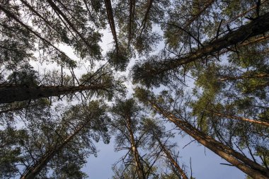 çam ağaçları bulutlu gökyüzü karşı üst kısımları