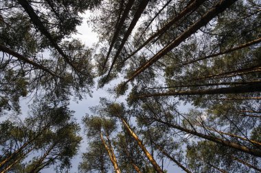 çam ağaçları bulutlu gökyüzü karşı üst kısımları