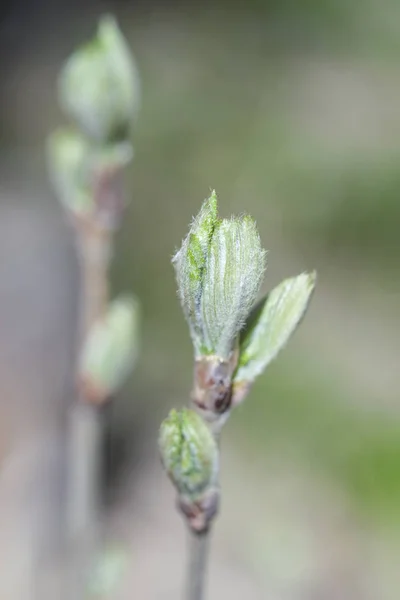 Junges Blatt Aus Nächster Nähe — Stockfoto