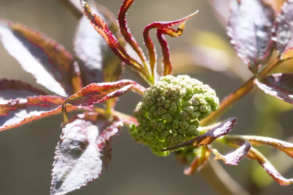 Junges Blatt Aus Nächster Nähe — Stockfoto