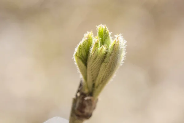 Unga Blad Närbild — Stockfoto