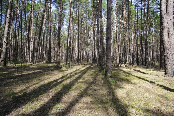 Schaduwen Van Bomen Een Bos — Stockfoto