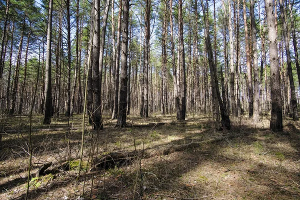 Ombres Des Arbres Dans Une Forêt — Photo