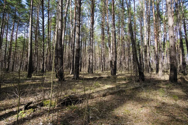 Shadows Trees Forest — Stock Photo, Image