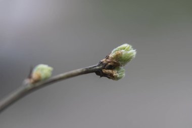 genç yaprak yakın çekim