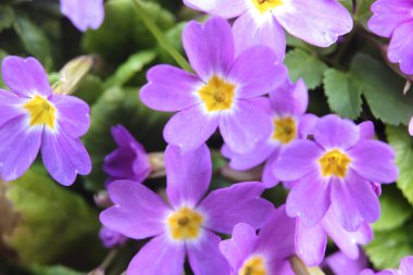 Görüntü bir çiçek