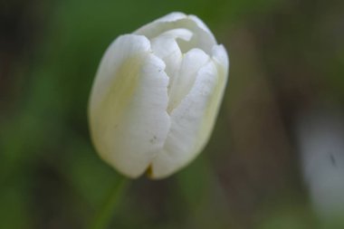 lale görüntüsünü