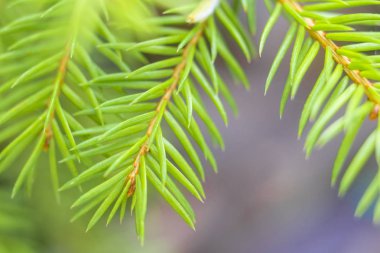 koni embriyo ile çam dalı