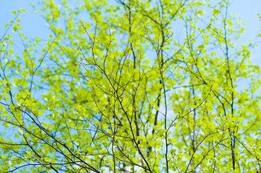 Genç huş ağacı yaprakları ile arka plan