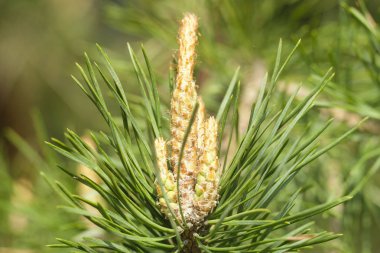 koni embriyo ile çam dalı